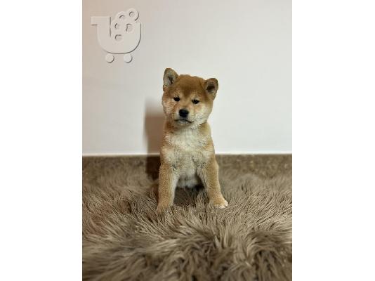 Κουτάβια Shiba Inu